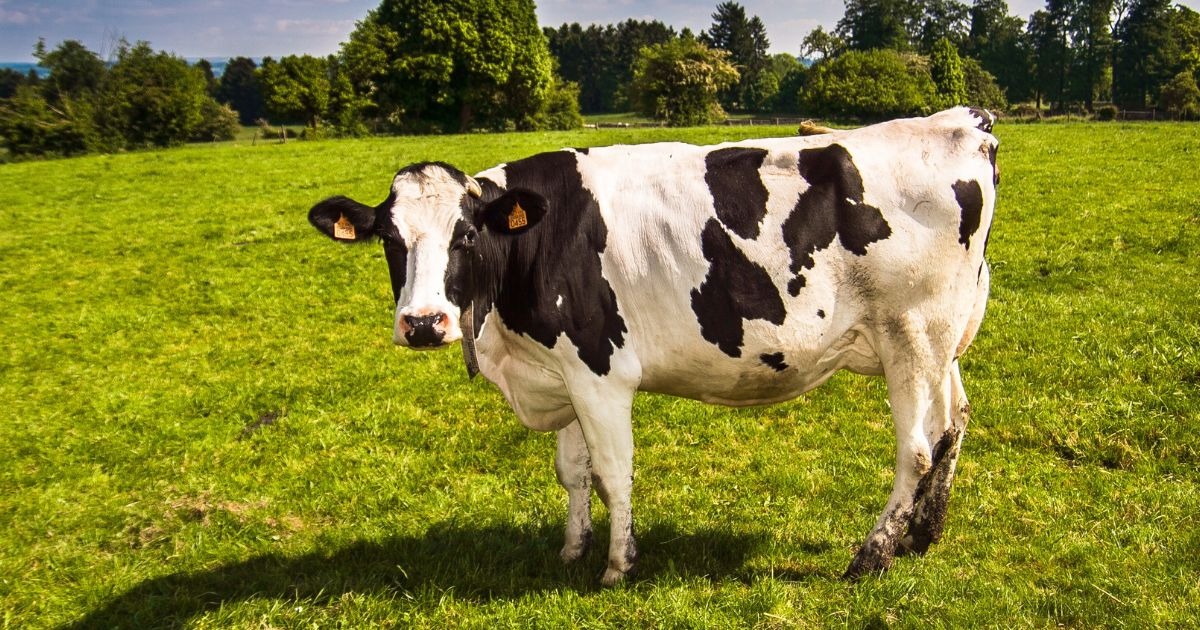 Asturias recibe más de 1,1 millones de euros en ayudas para fertilizantes y sanidad animal
