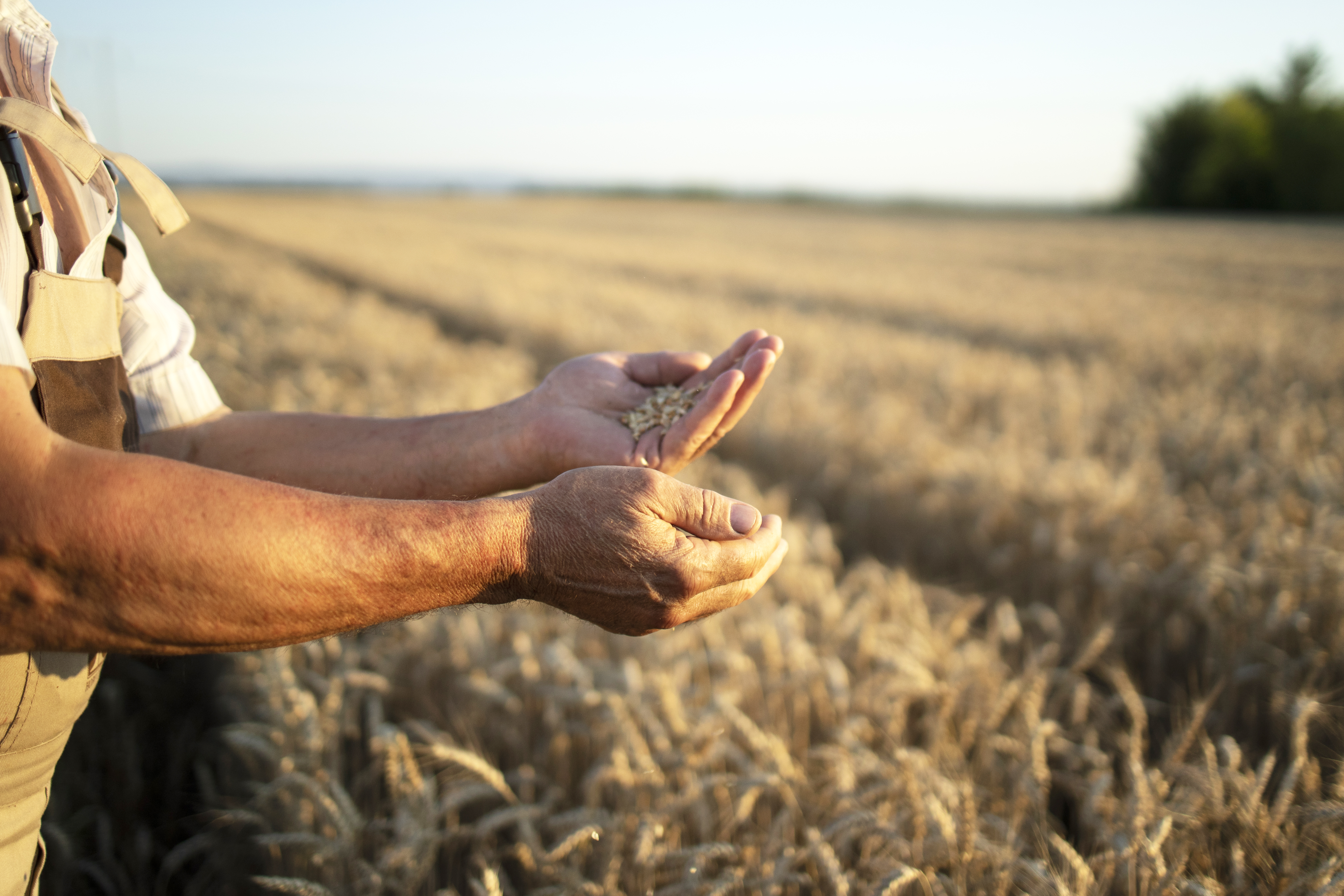 Manos de un agricultor en un campo de cereal