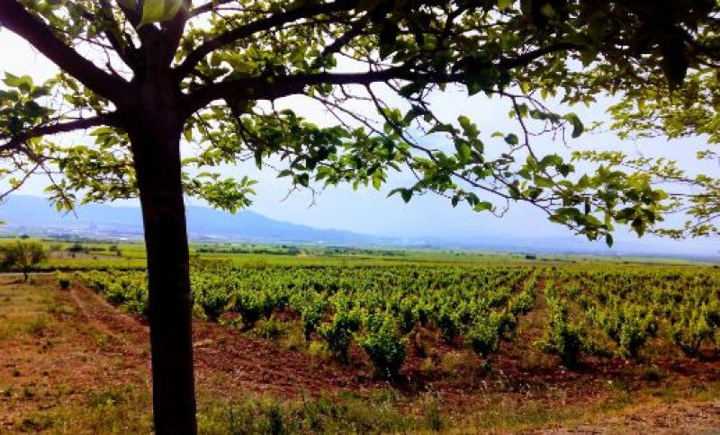 The Government allocates 23.3 million euros to Extremadura for the wine sector and animal and plant health