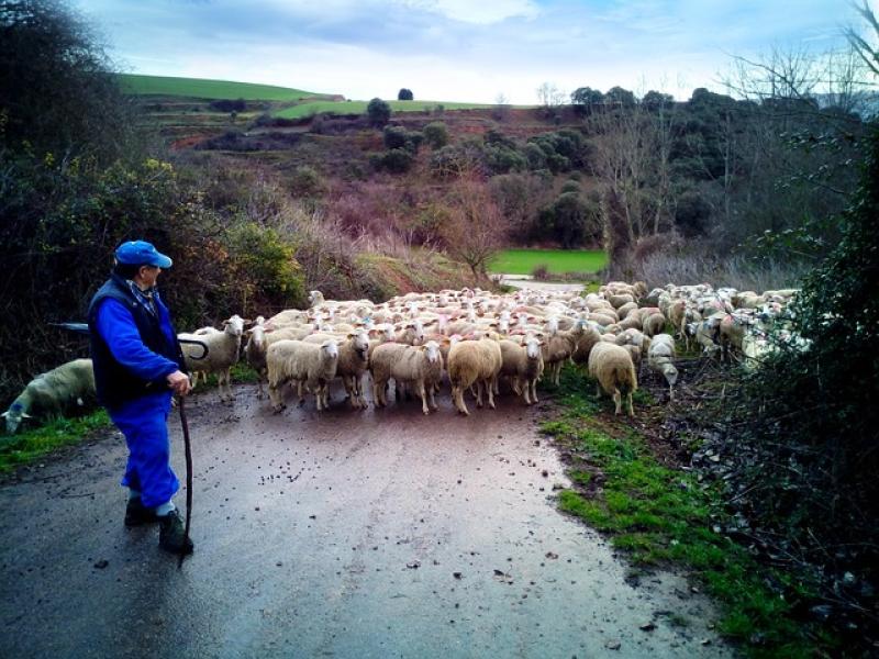 Los agricultores y ganaderos de la Comunidad de Madrid percibirán 14 millones de euros en pagos anticipados de la PAC