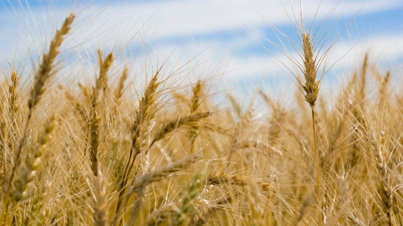 El Gobierno destina a la Comunidad de Madrid más de 3,5 millones de euros en ayudas extraordinarias a mil agricultores de tierras de cultivo de secano