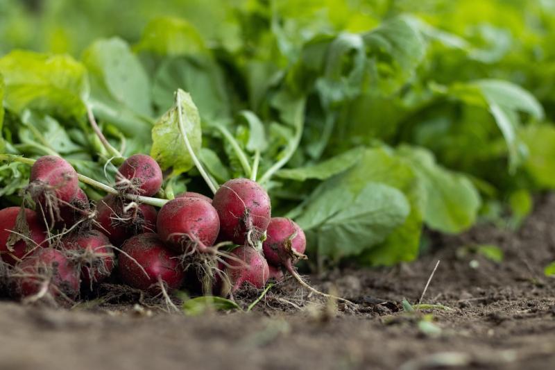 The Ministry of Agriculture, Fisheries and Food allocates about 150,000 euros from the national reserve of basic income aid for sustainability to farmers and ranchers in the Community of Madrid