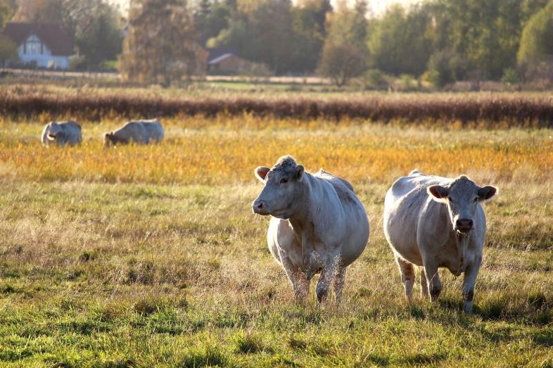More than 1,600 Navarre farmers will receive 4.8 million euros in October for the extraordinary aid of the drought