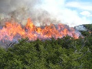 forest fire