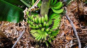 Platanondoak (Iturria : Ag. EFE)