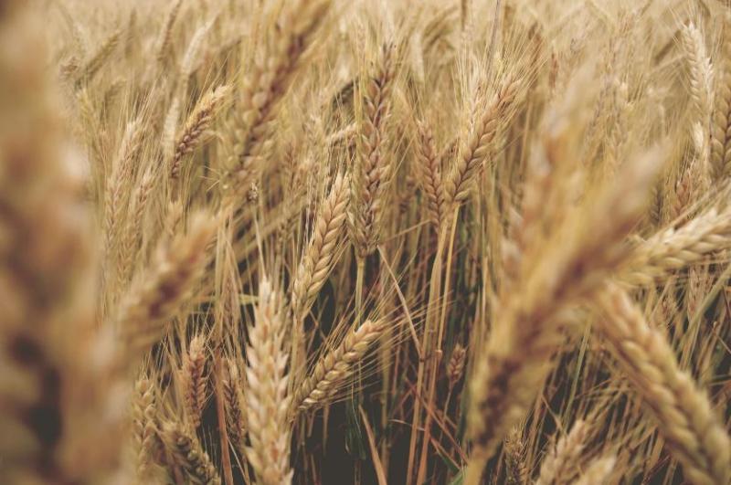Un total de 57.227 agricultores andaluces recibirán 57,5 millóns de euros en axudas para compensar o prezo dos fertilizantes