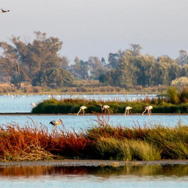 Teresa Ribera expón o informe de situación do Parque Nacional de Doñana