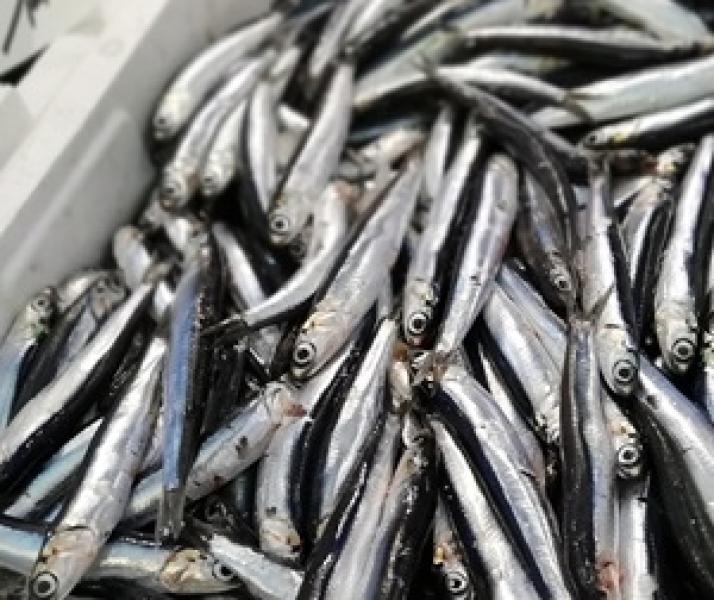 España reabre a pesqueira de anchoa para a frota de cerco do Cantábrico e noroeste tras aumentar a súa cota en 1.569 toneladas
