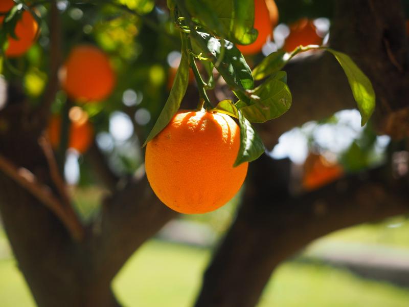 Los robos en la agricultura descienden un 8% en la Comunitat Valenciana