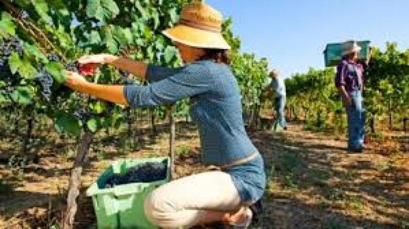 A Comisión Rexional do programa PROFEA ratifica os 51,79 millóns de euros que se van a distribuír este ano/este ano para o emprego agrario en Estremadura