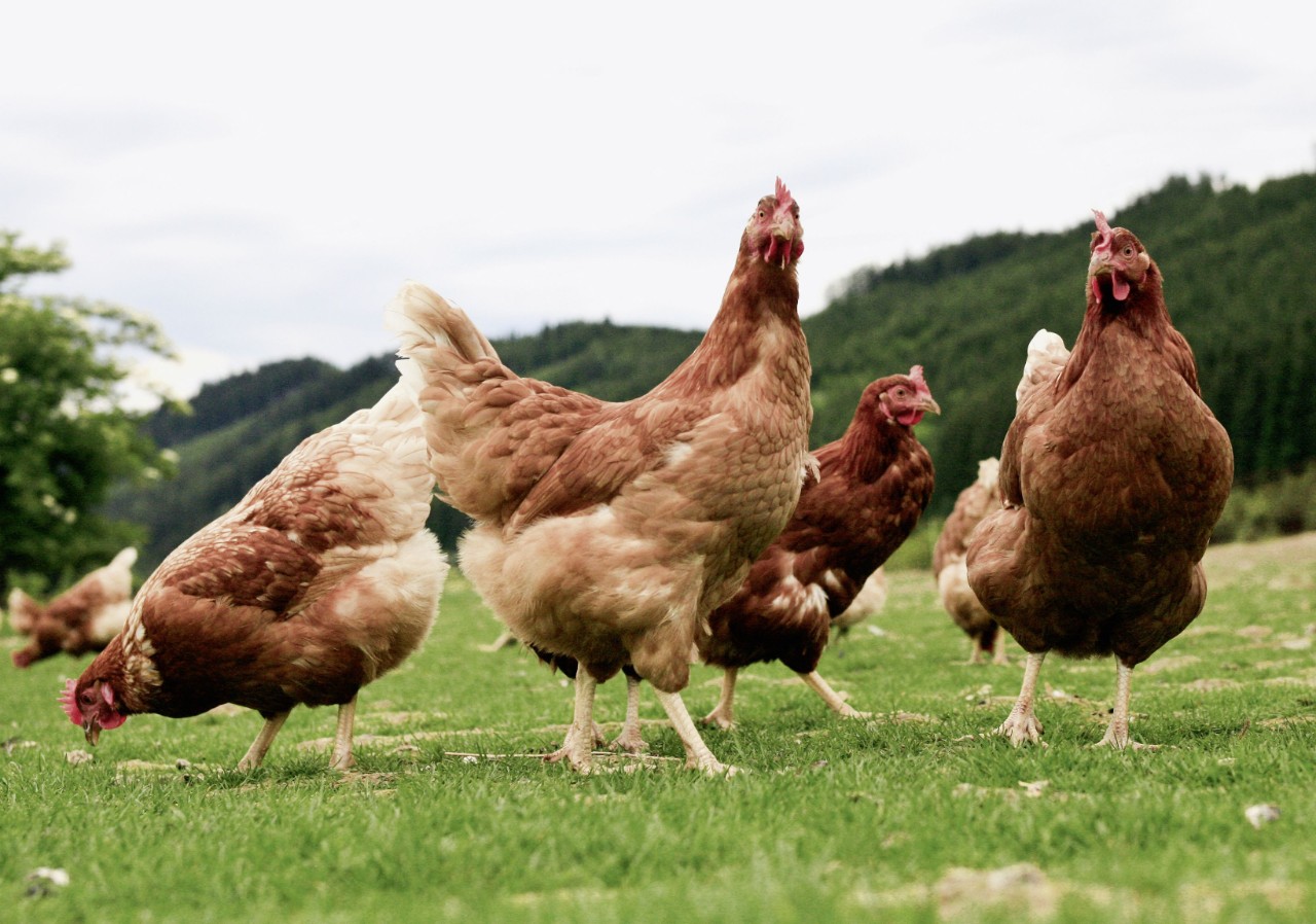 O Ministerio de Agricultura, Pesca e Alimentación confina as aves de cría en zonas de especial risco e vixilancia para evitar a propagación da influenza aviaria
