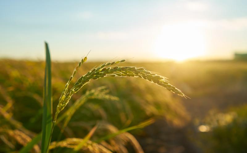 Cerca de 50 nuevos agricultores de tierras de cultivo de secano, arroz y tomate de industria en la Comunidad de Madrid recibirán la ayuda extraordinaria de más de 180.000 euros