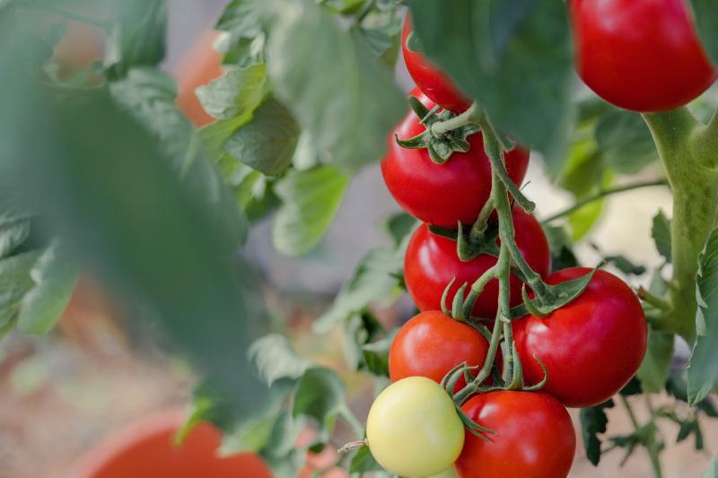 Máis de 40 novos agricultores de terras de cultivo de secaño, arroz e tomate de industria en Navarra recibirán a axuda extraordinaria de máis de 125.000 euros
