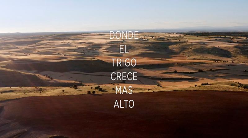 Donde el trigo crece más alto