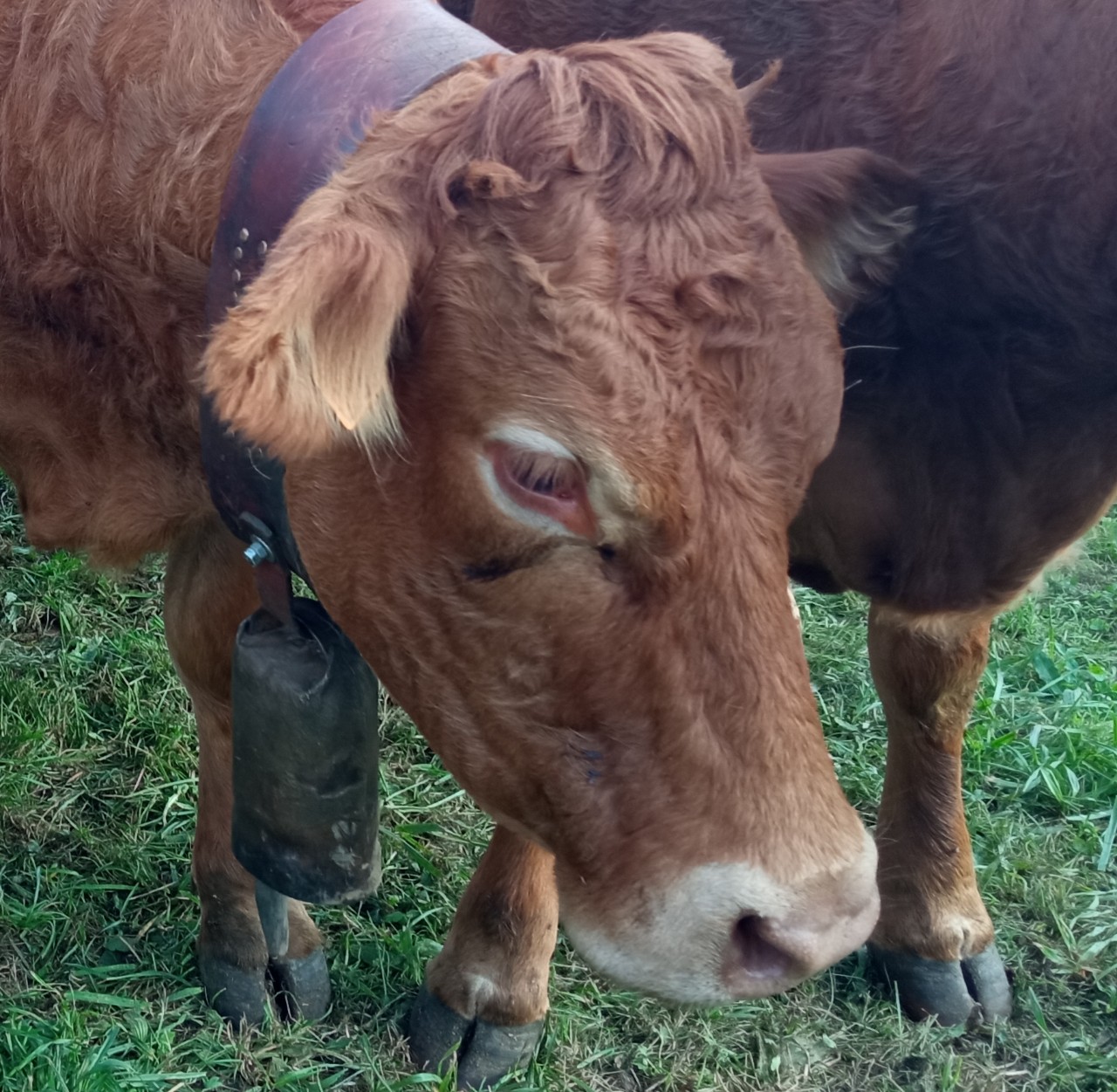 Una vaca pastando