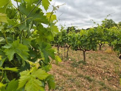 Viñedos Singulares DOCA Rioja