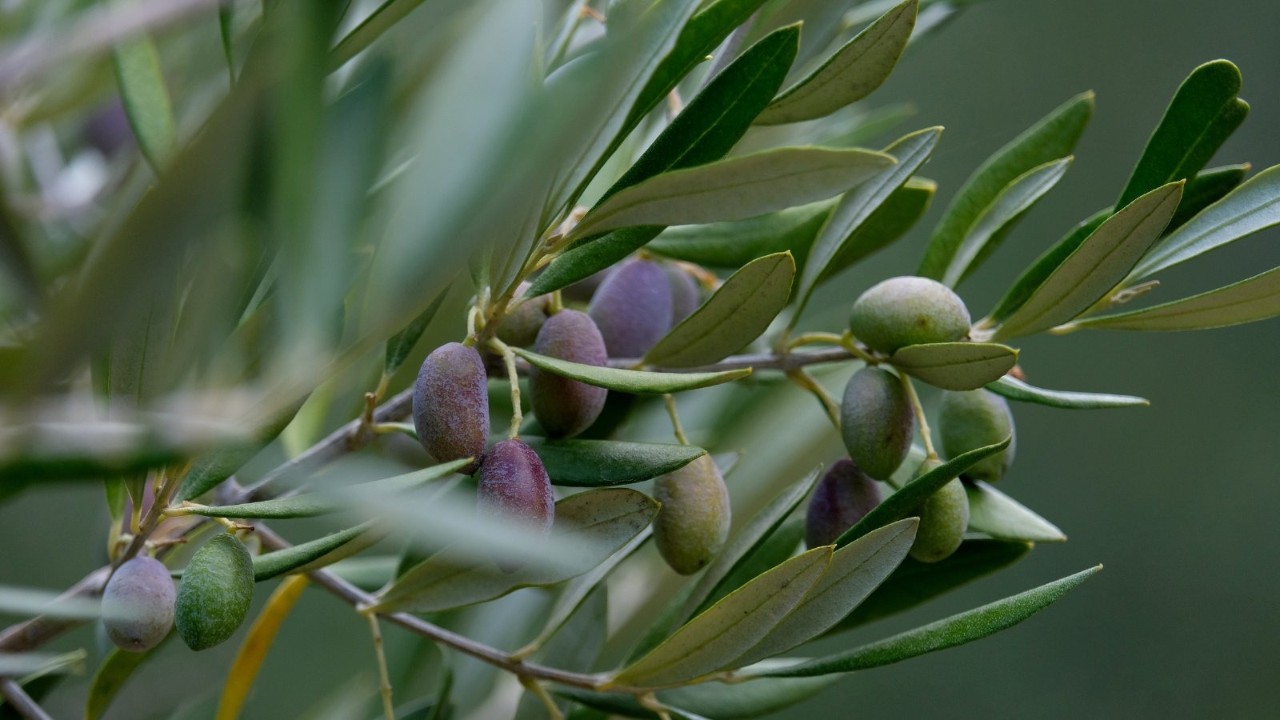 Ramas de olivo, aceite