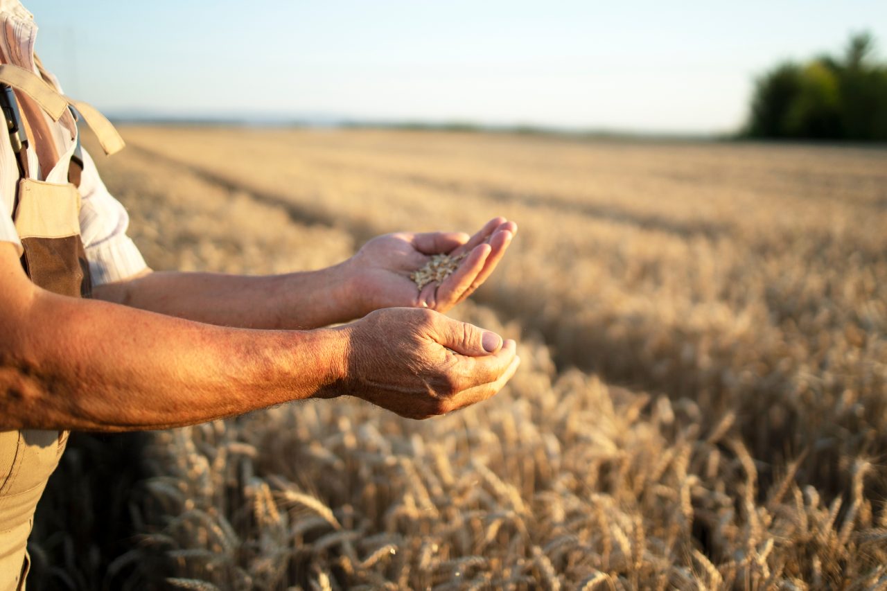 Manos de un agricultor en un campo de cereal