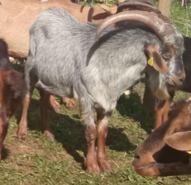 El Govern destina més de 248.000 euros a Cantàbria per a programes de sanitat vegetal i animal