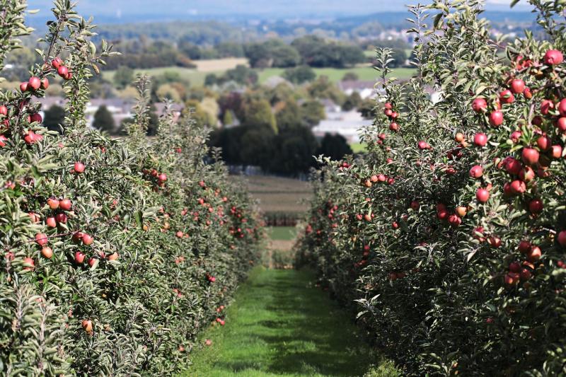 Més de 500 productors de fruiters i fruits de corfa de Navarra rebran una ajuda extraordinària de 600.000 euros