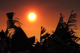 Plataneras (Font : Agència EFE)